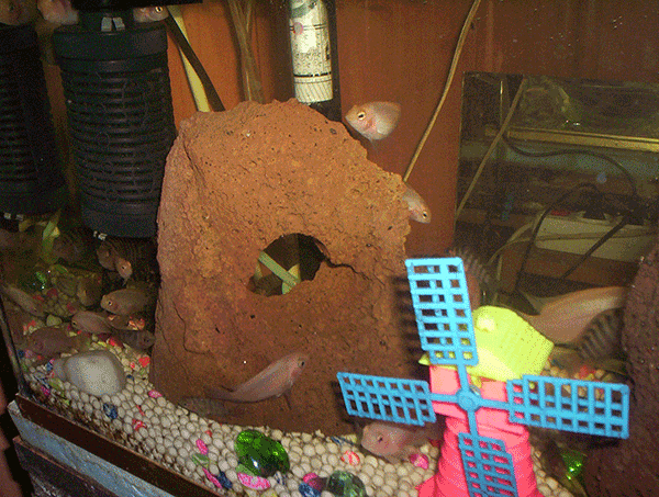 Troy-Stones Aquarium Lava