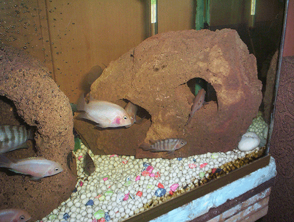 Troy-Stones Aquarium Lava