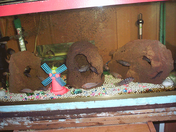 Troy-Stones Aquarium Lava