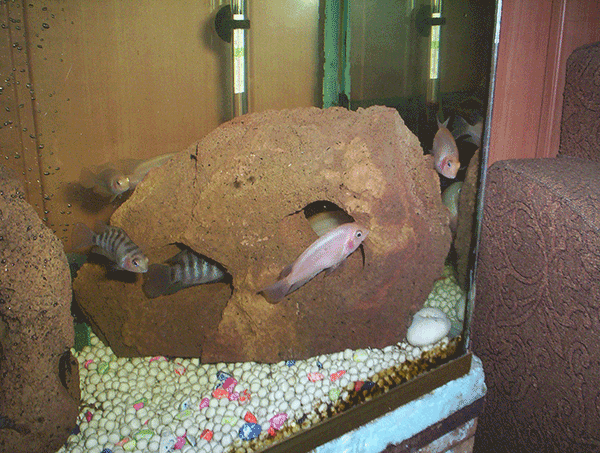 Troy-Stones Aquarium Lava