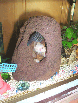 Troy-Stones Aquarium Lava